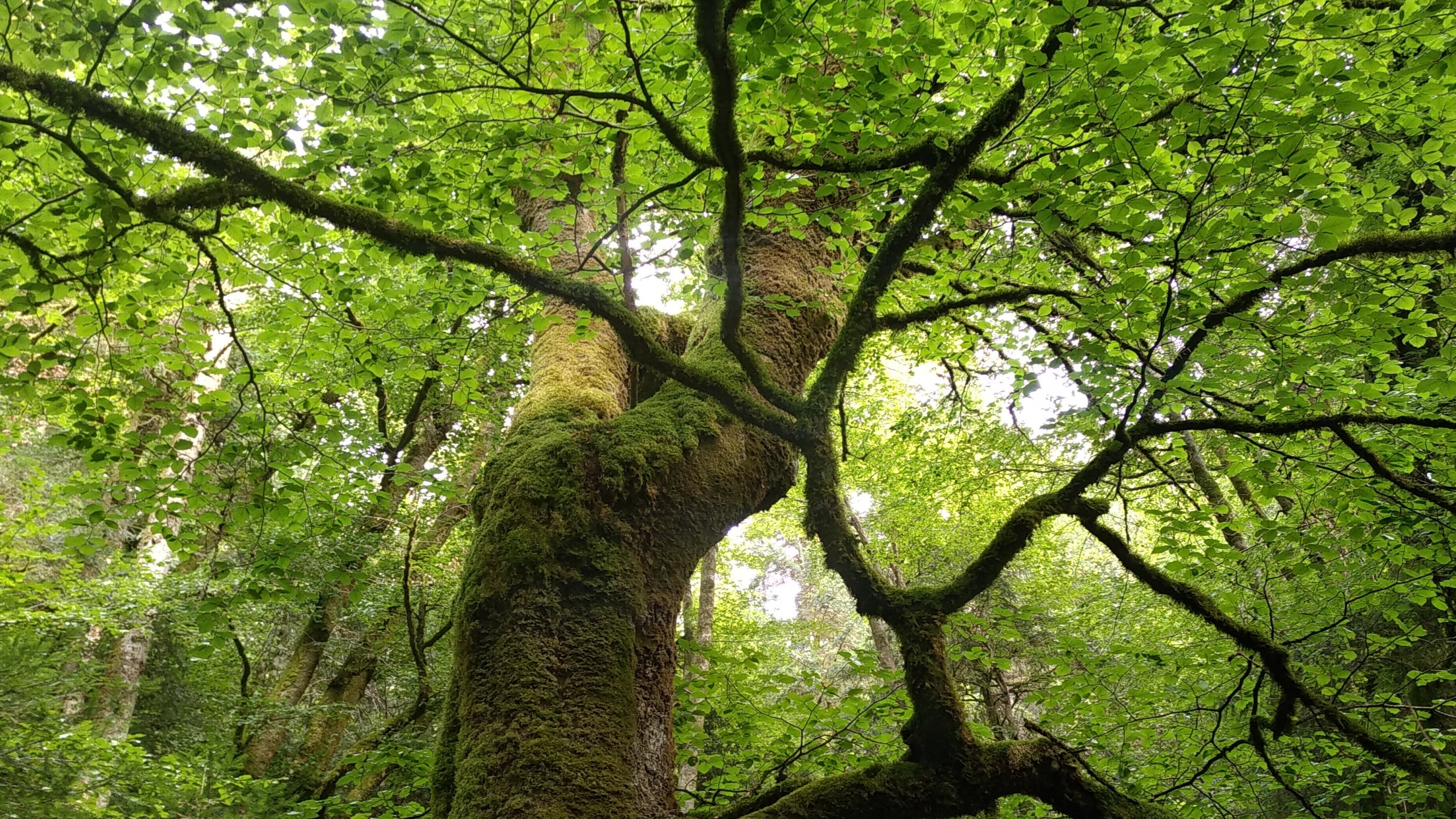 Protéger les vieilles forêts