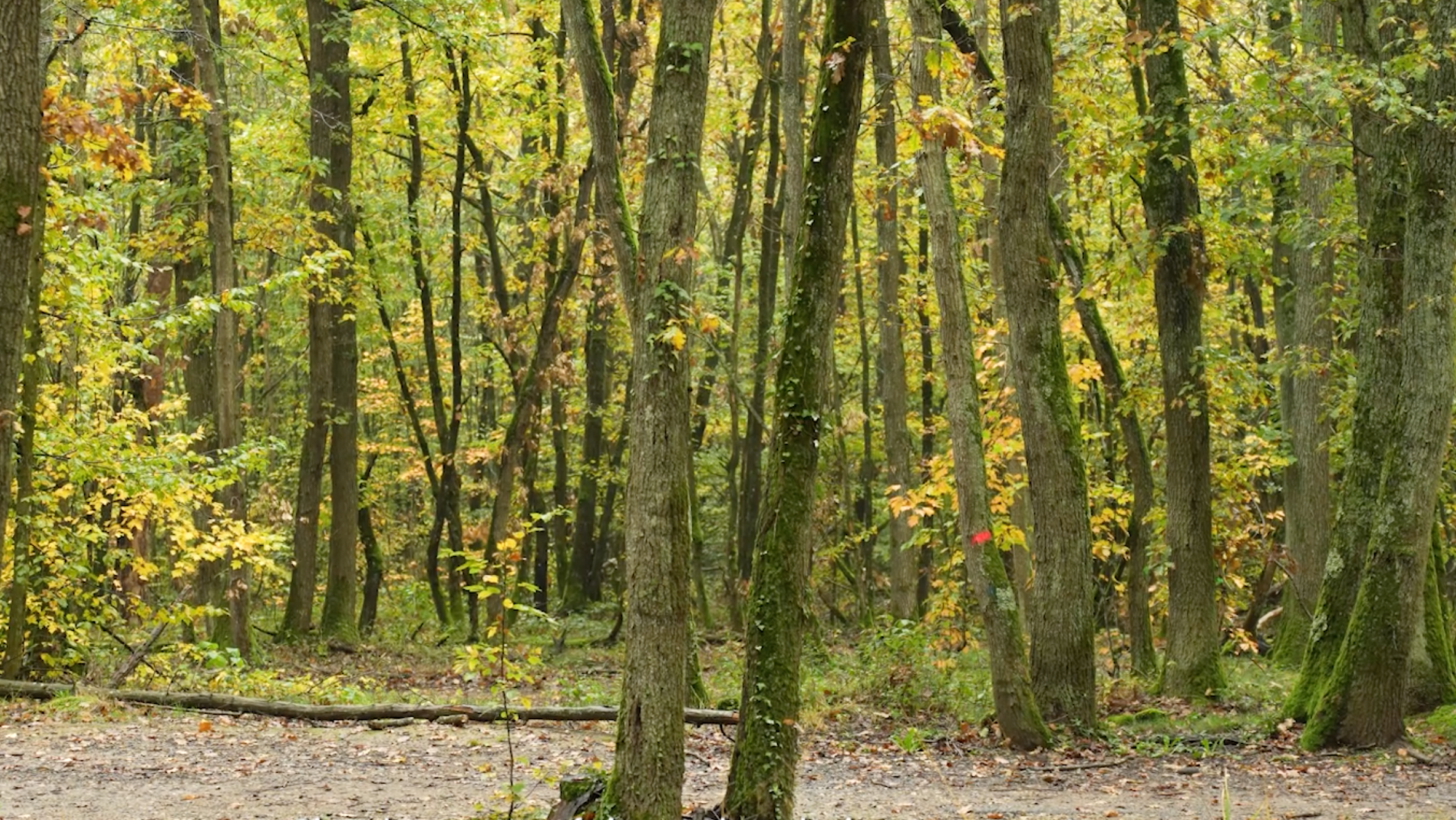 Pourquoi créer une marque de running éco-responsable ?